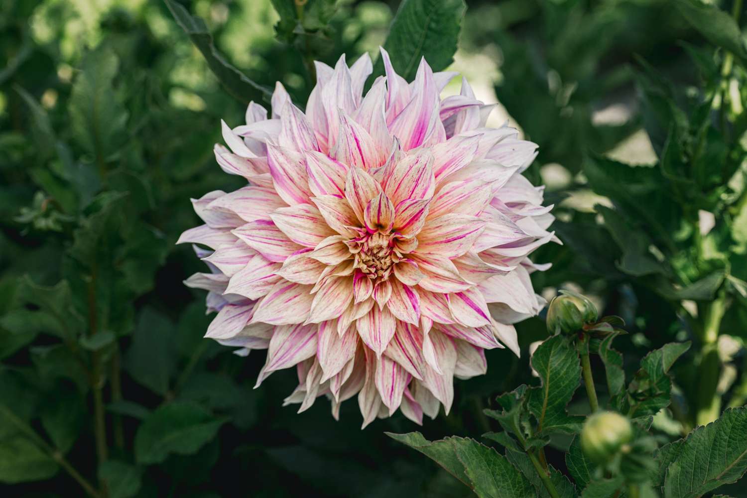 Daalia 'Cafe au Lait Twist'